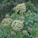 Angelica archangelica