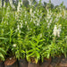 Angelonia grandiflora plants