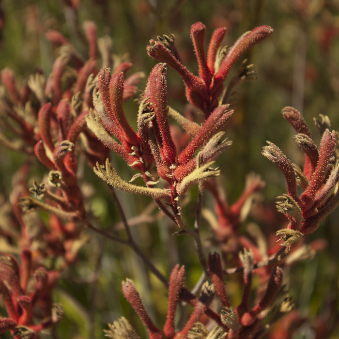 Anigozanthos