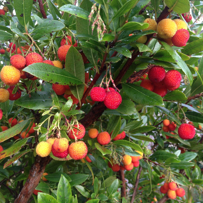 Arbutus