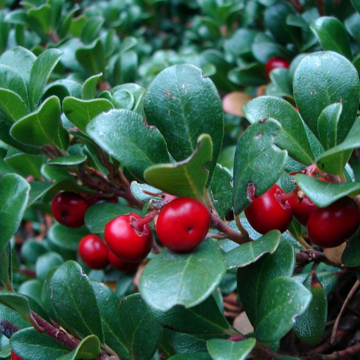      Arctostaphylosuva-ursi