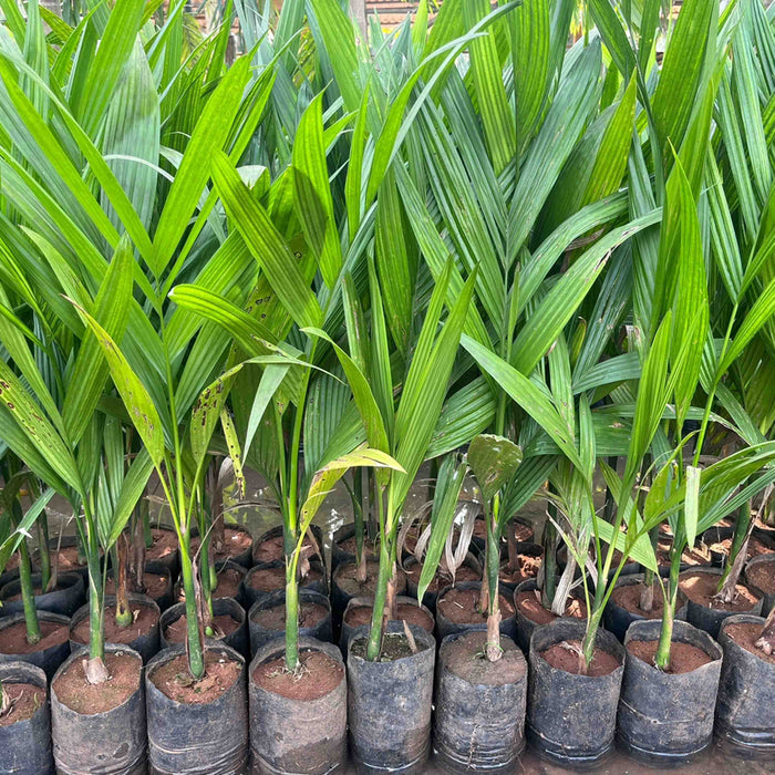 Areca catechu