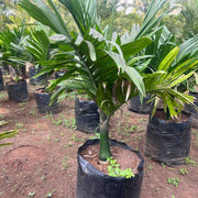 Areca catechu dwarf