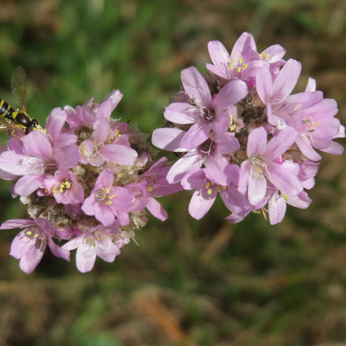    Armeria Maritima