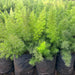    Asparagus Fern