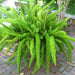 Asparagus Foxtail Fern