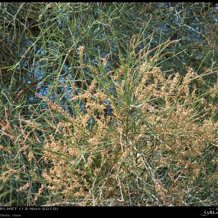 Athel Tamarisk