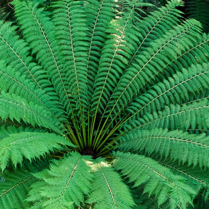 Australian Tree Fern