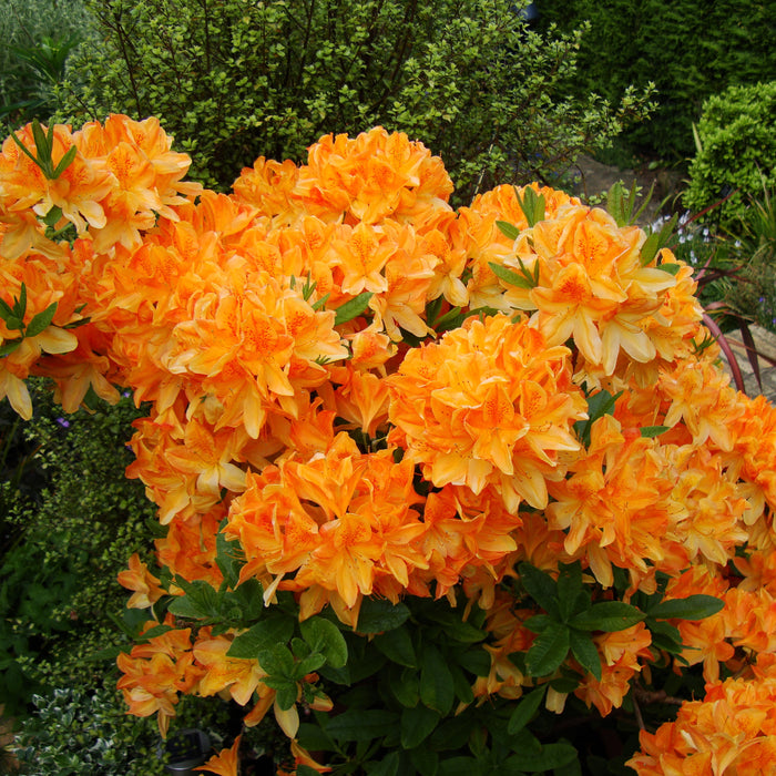 Azalea plant