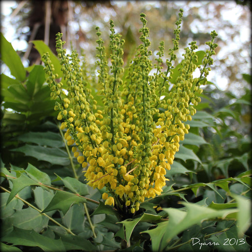 Beale's Barberry