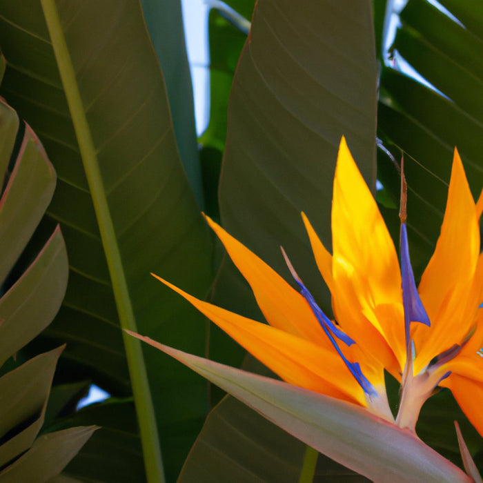 Birds of Paradise plant indoor