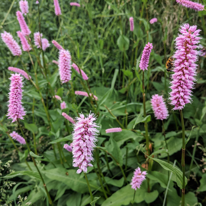 Bistorta అఫిసినాలిస్ (Persicaria bistorta) ప్లాంట్‌ను ఆన్‌లైన్‌లో కొనుగోలు చేయండి