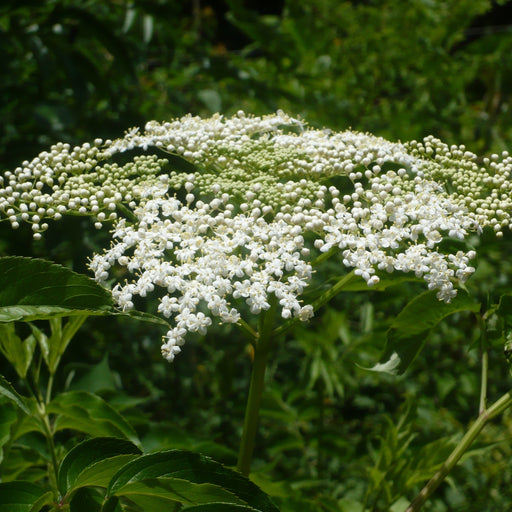 Black Elderberry