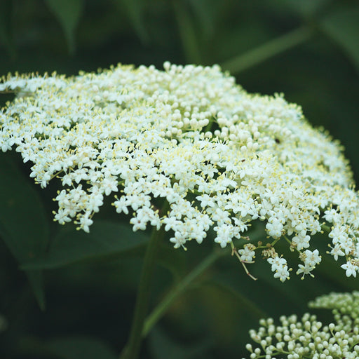 BlackElderberry plant