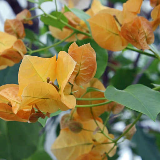 Bougainvillea x buttiana