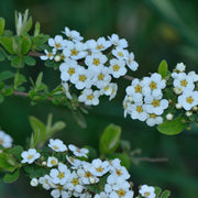 Bridal Wreath