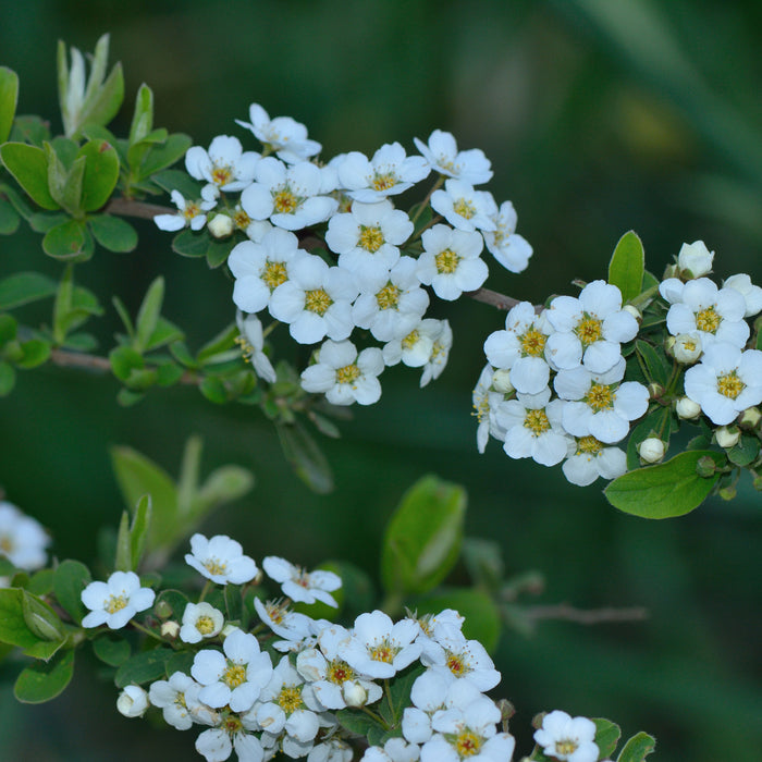 Bridal Wreath