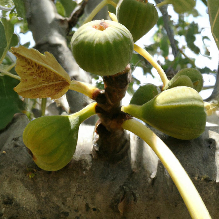 Buy Poona Fig Plant (Ficus carica) - Fresh and Healthy Fig Trees for Sale