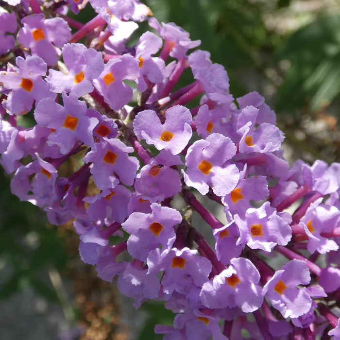 Buddleja davidii 