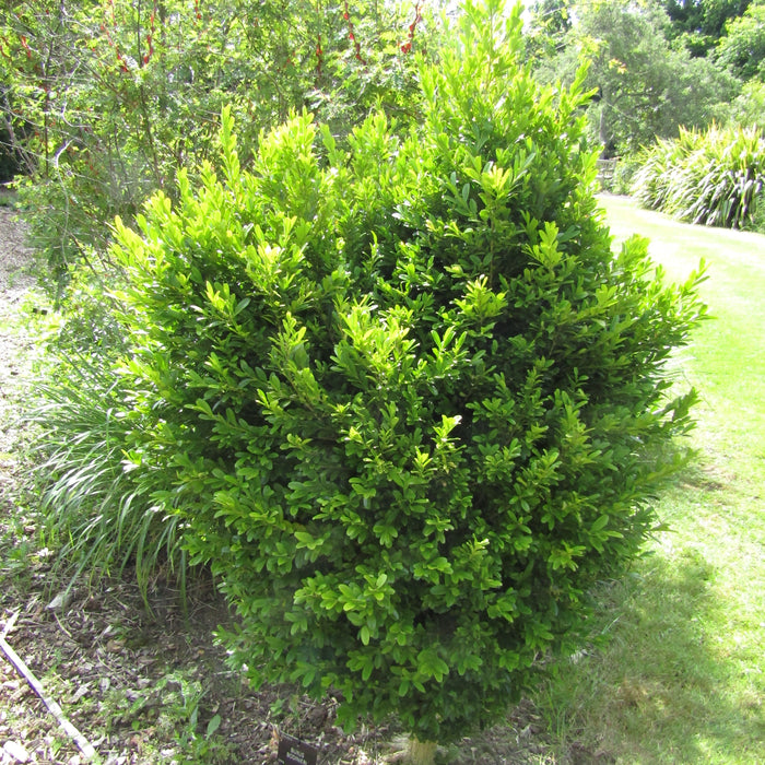 Buxus Bodinieri