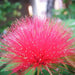 Calliandra hybrida