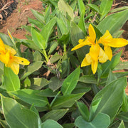     Canna Lily