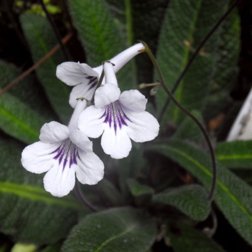 Cape Primrose