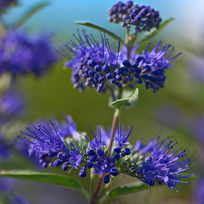 Caryopteris