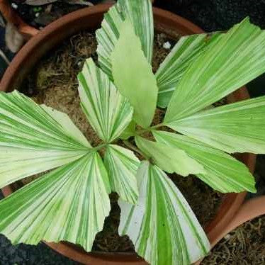 Caryota mitis variegata