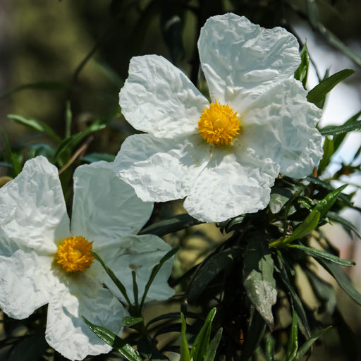 Cistus