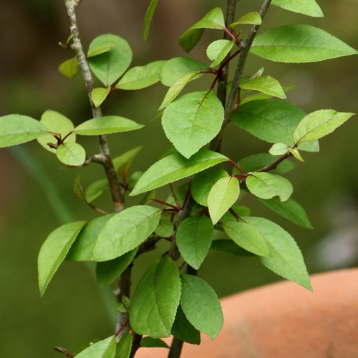 Commiphora wightii