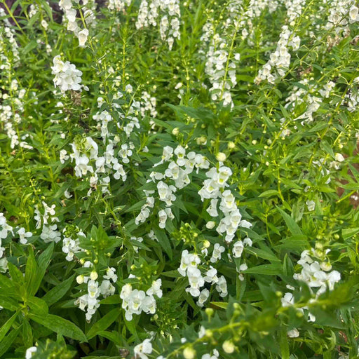 Common Angelonia