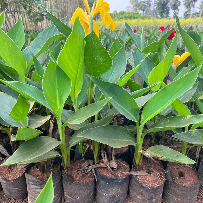 Common Garden Canna