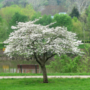 Cornus tree