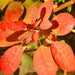 Cotinus