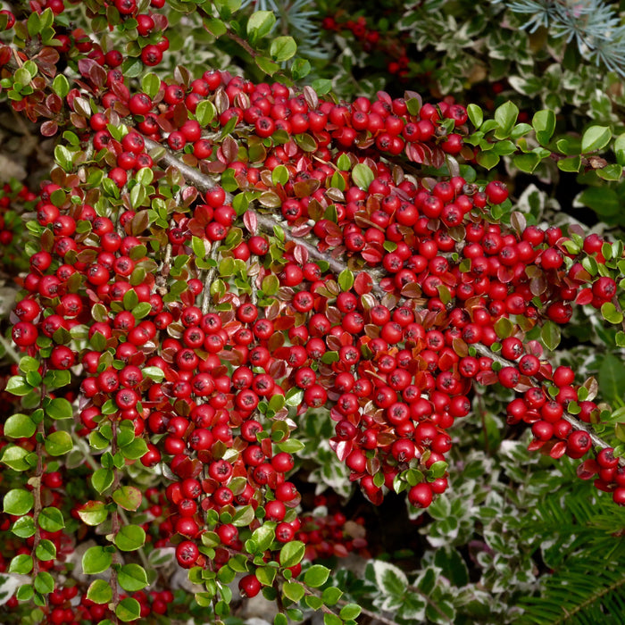 Cotoneaster