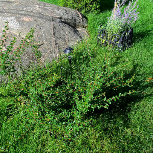 Cotoneaster plant