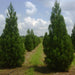 Cryptomeria