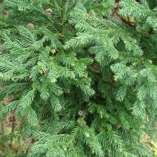 Cryptomeria plant