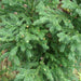 Cryptomeria plant