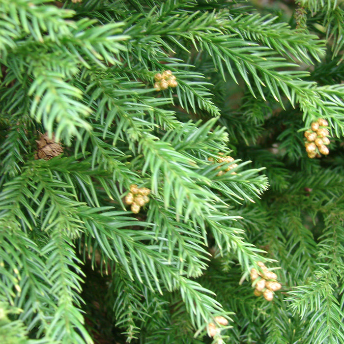    Cryptomeria tree