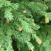    Cryptomeria tree