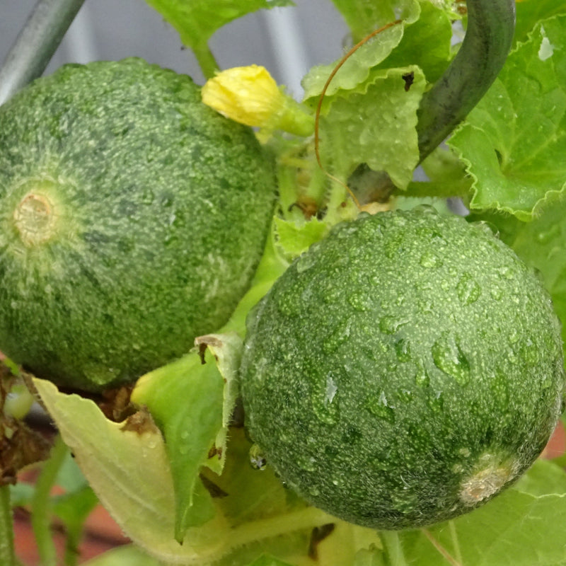 Cucumis melo