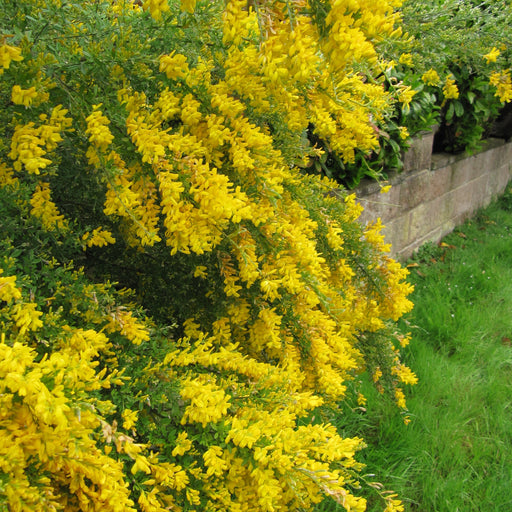 Cytisus