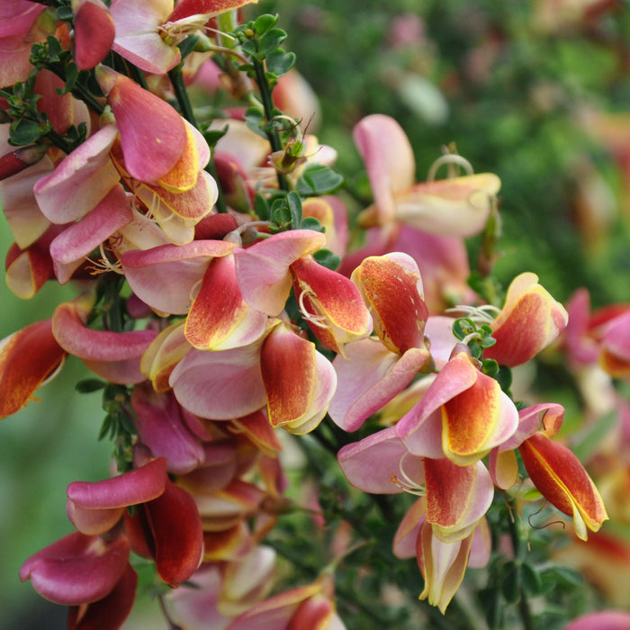 Cytisus pink