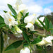 Cytisus white