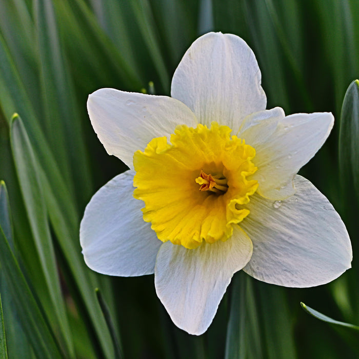 Daffodil