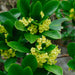 Daphne laureola