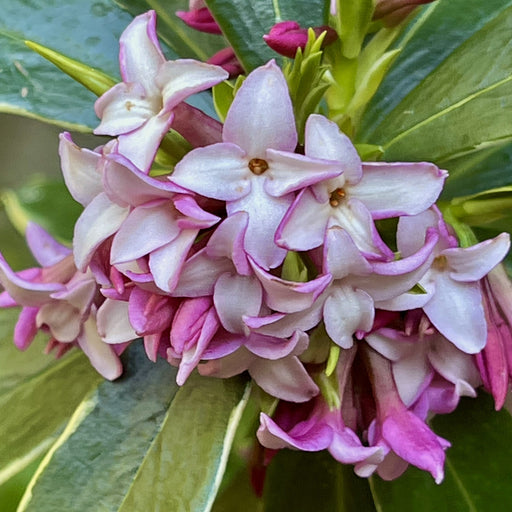 Daphne odora