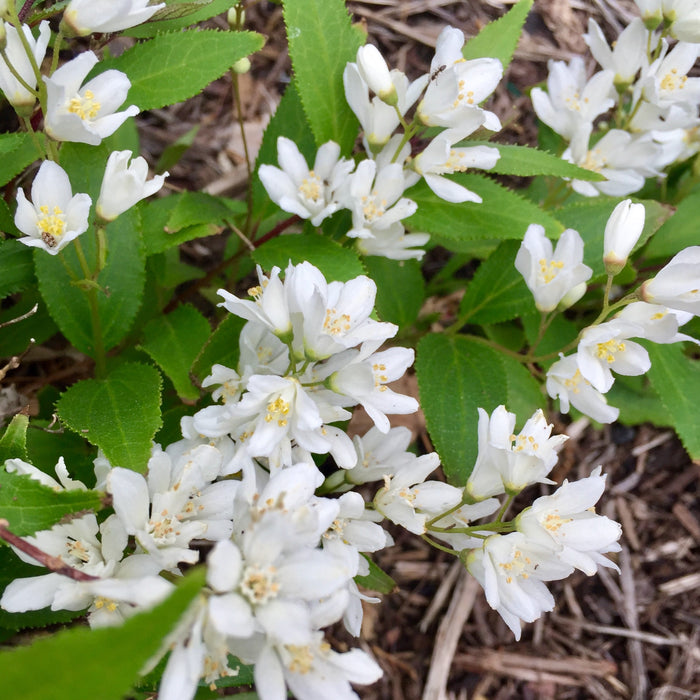 Deutzia